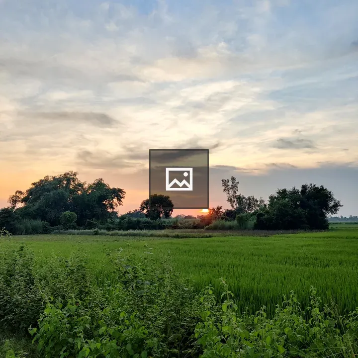 Sunset Over Paddy Fields