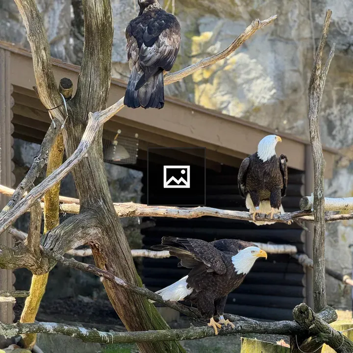 Three bald eagles on branches