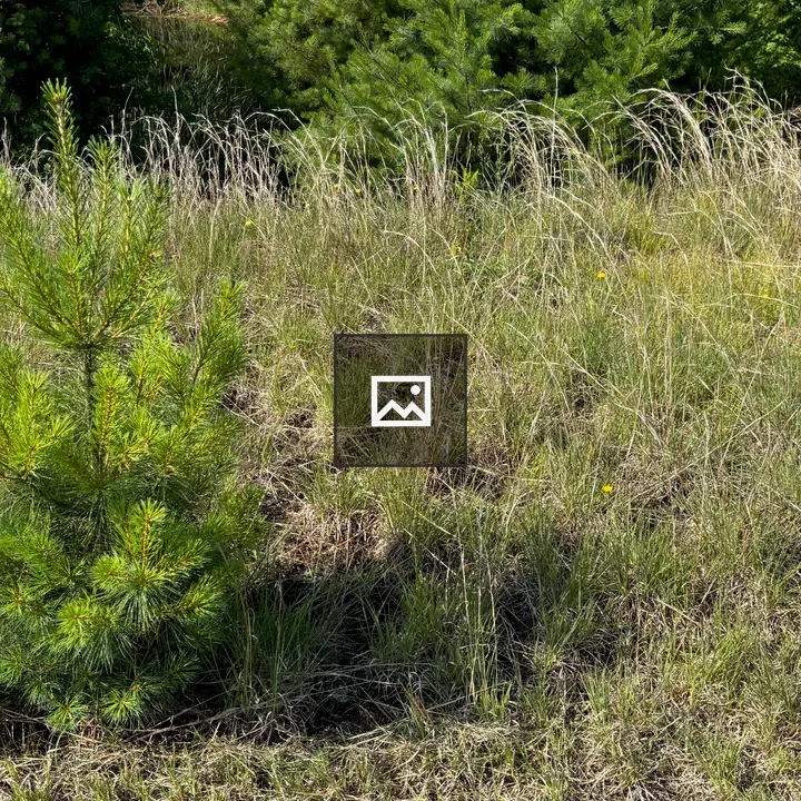 Young evergreen tree in a field