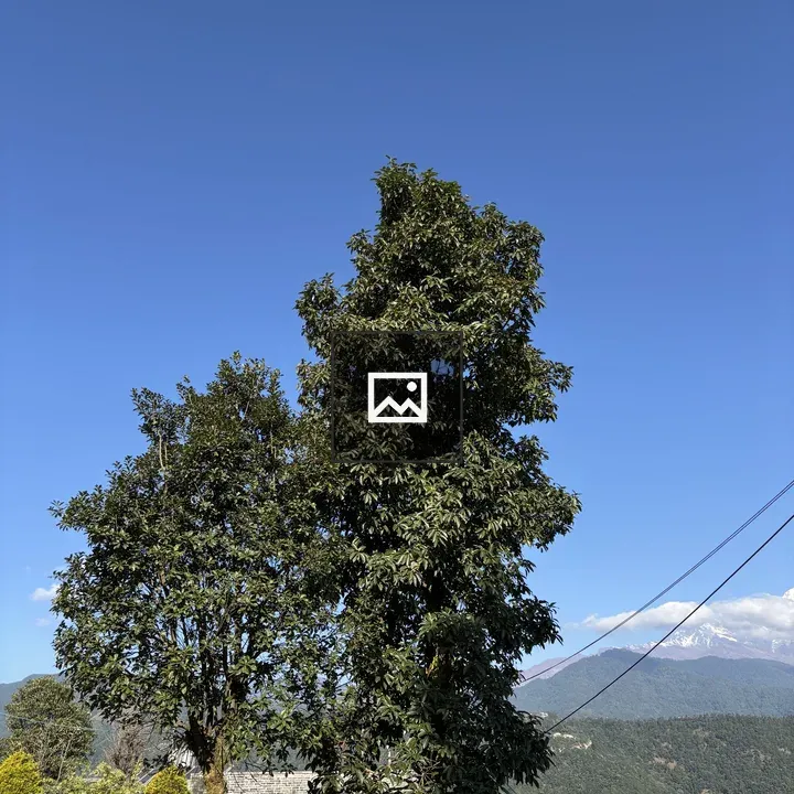 Two Green Trees Against Sky