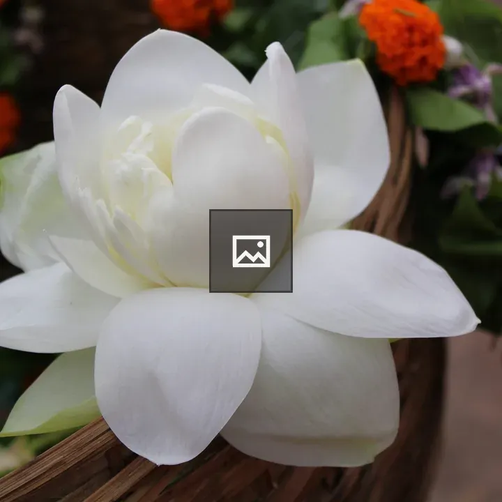 White lotus close-up
