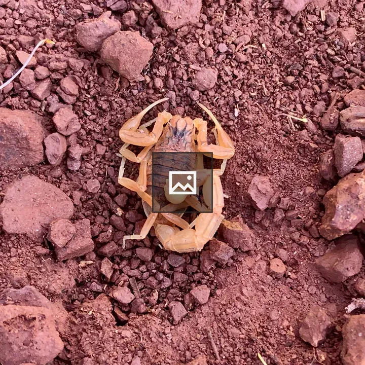 Small scorpion in Spain
