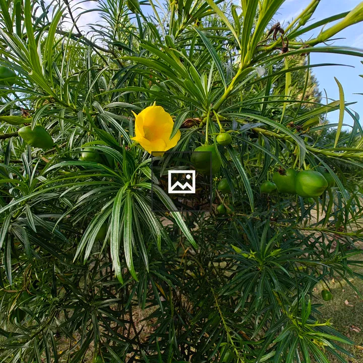 Ornamental shrub with yellow trumpet flowers