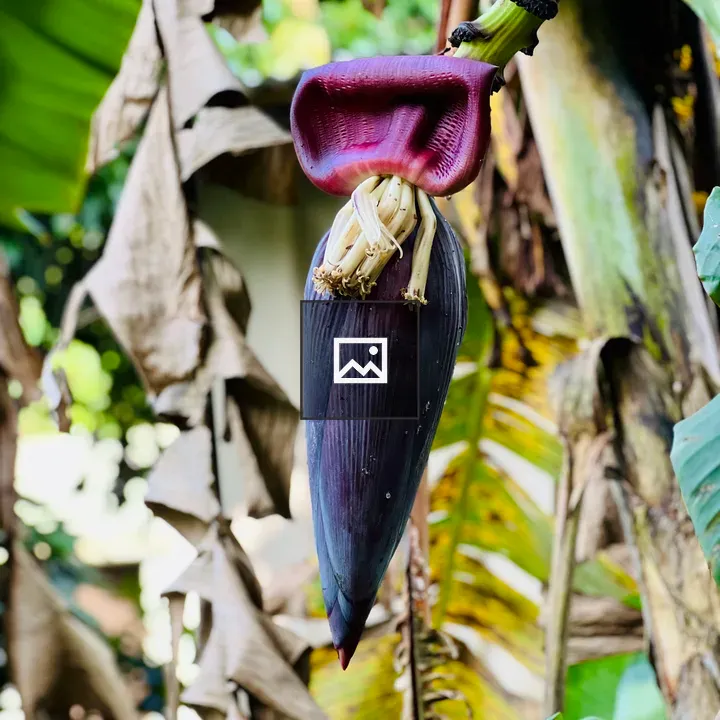 Banana Flower Close-up