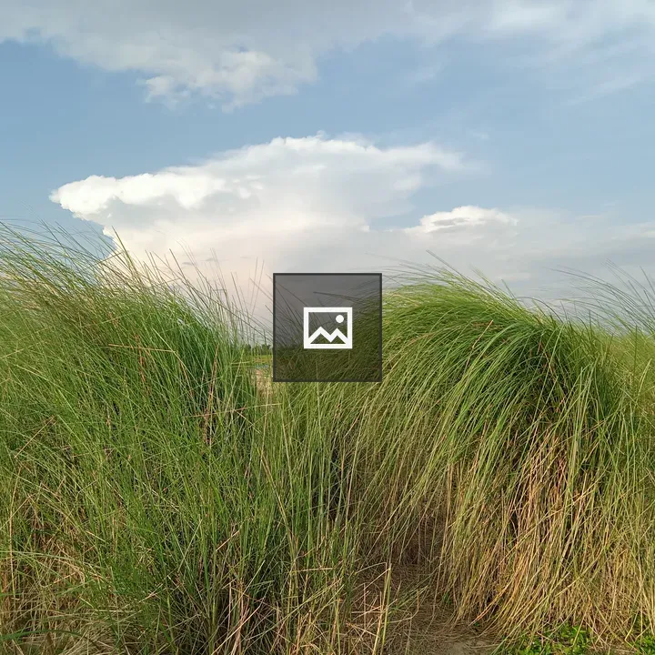 Tall Grass in Prairie Landscape