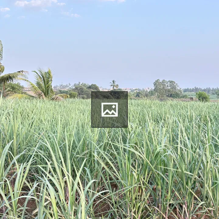 Sugarcane field under blue sky