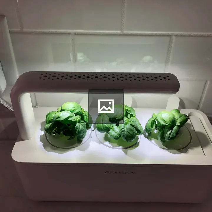 Basil growing in smart garden