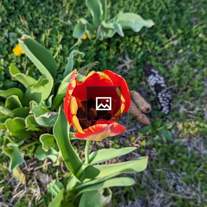 Tulip in Red and Yellow