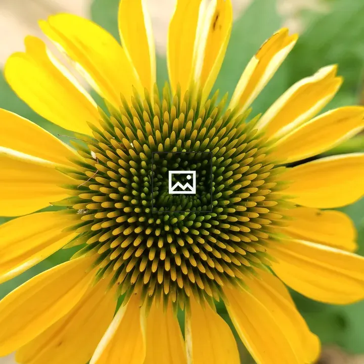 Small sunflower in bloom