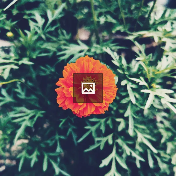 Orange chrysanthemum