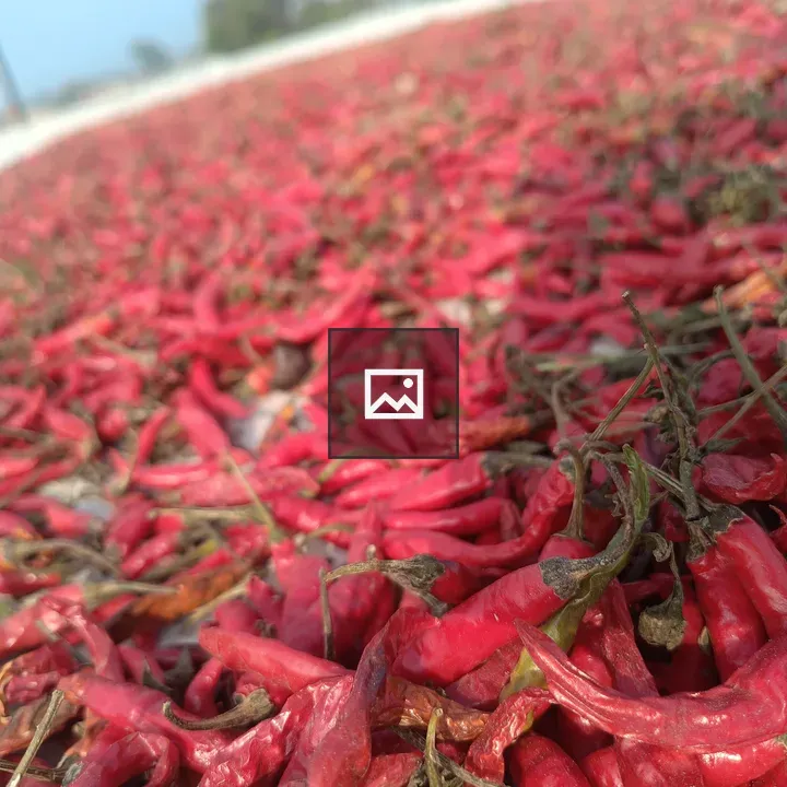 Dried red chili peppers close-up