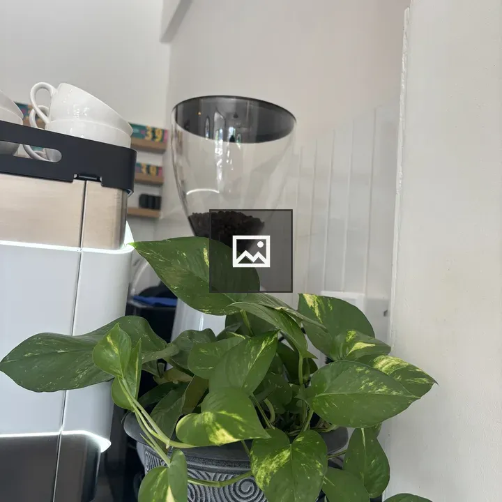 Potted pothos on kitchen counter
