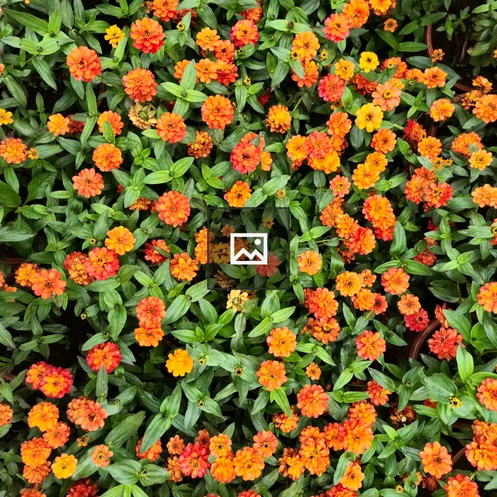 Orange narrowleaf zinnias in bloom