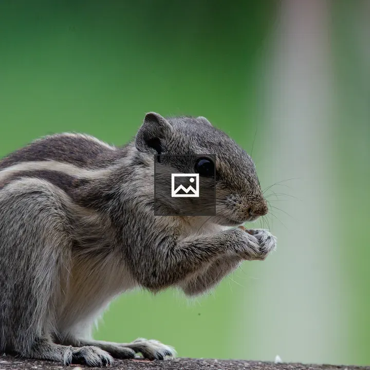 Squirrel nibbling with paws together