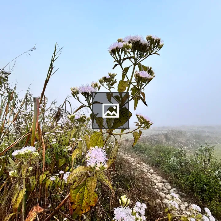 Flowers Blossoming in Winter