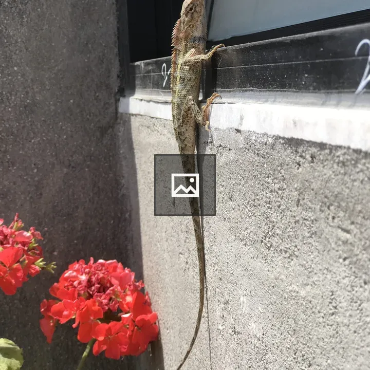 Lizard on a Flowered Wall