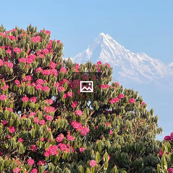 Vibrant rhododendron in green foliage
