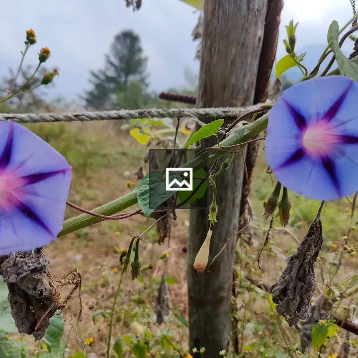 Slate Blue Flower in Mountain Garden