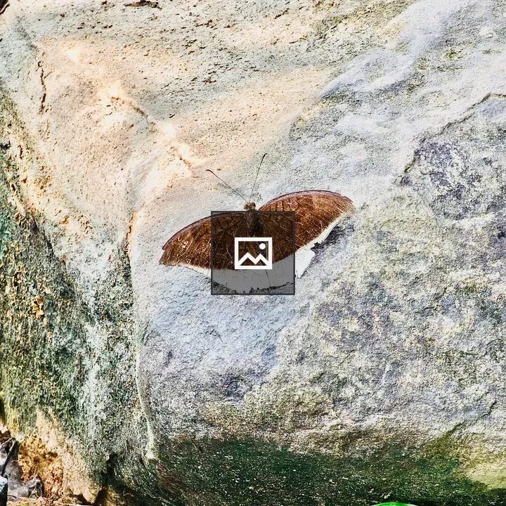 Grey Count butterfly