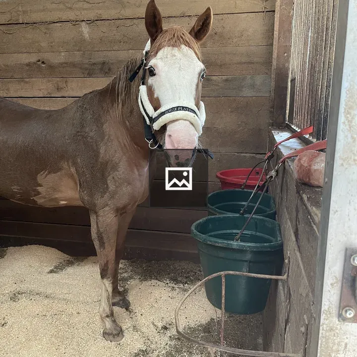 Horse in a Barn