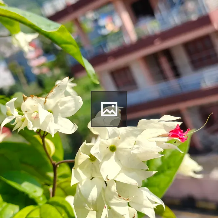 Close-up of white flowers with pink bloom