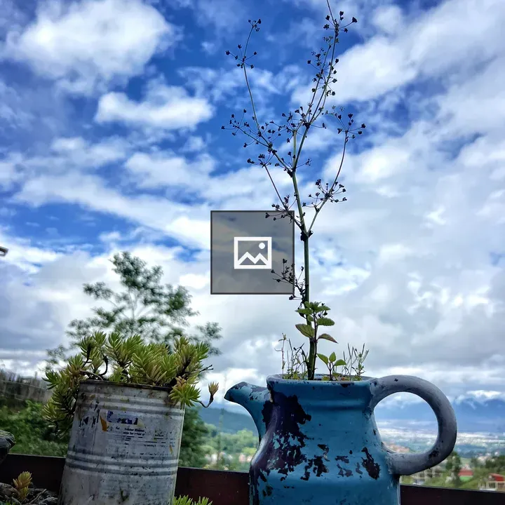 Plants growing in water pots