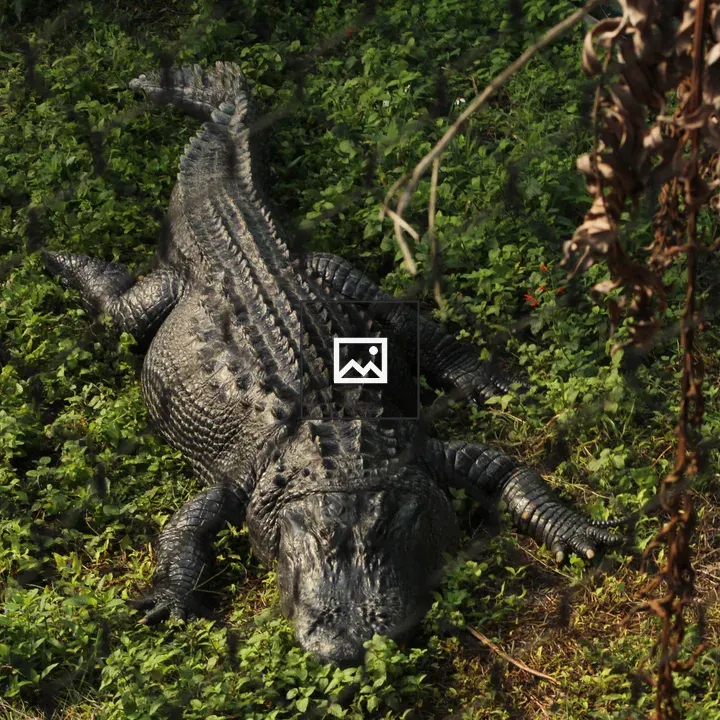 Crocodile resting on grass
