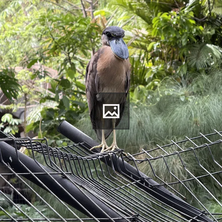 Boat-billed heron among tropical greenery