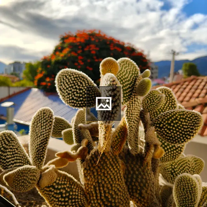 Cactus with White Dots in Sunlight