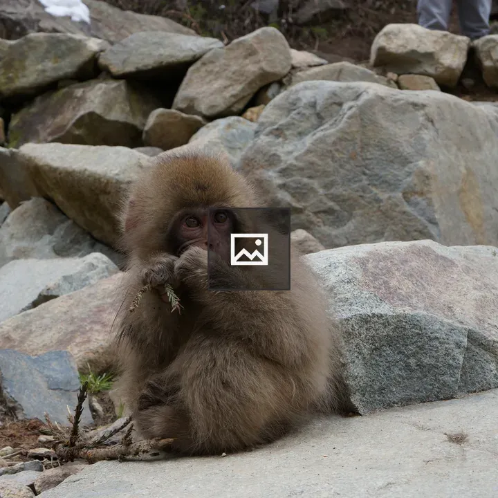 Child Snow Monkey Jigokudani