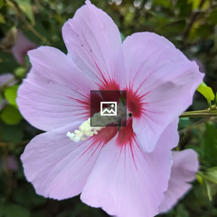 Big blue hibiscus flower