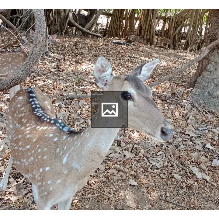 Deer in Green Forest