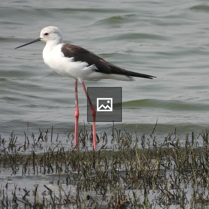 Black-Winged Stilt