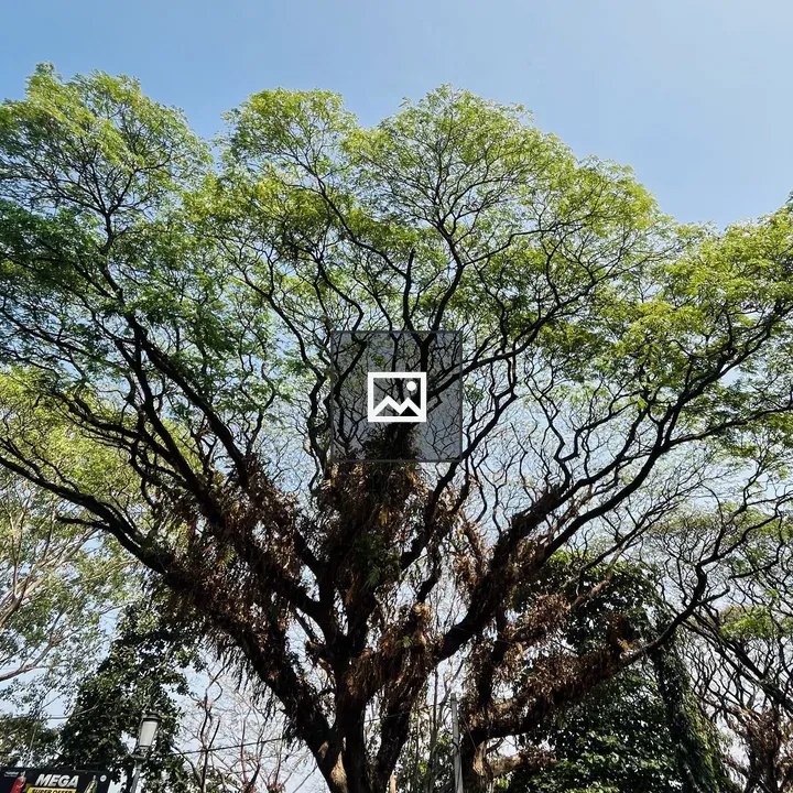 Tree with Dense Green Canopy