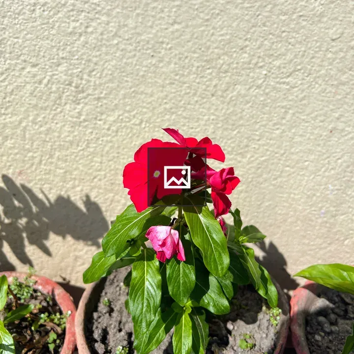 Red Flower in Sunlit Pot