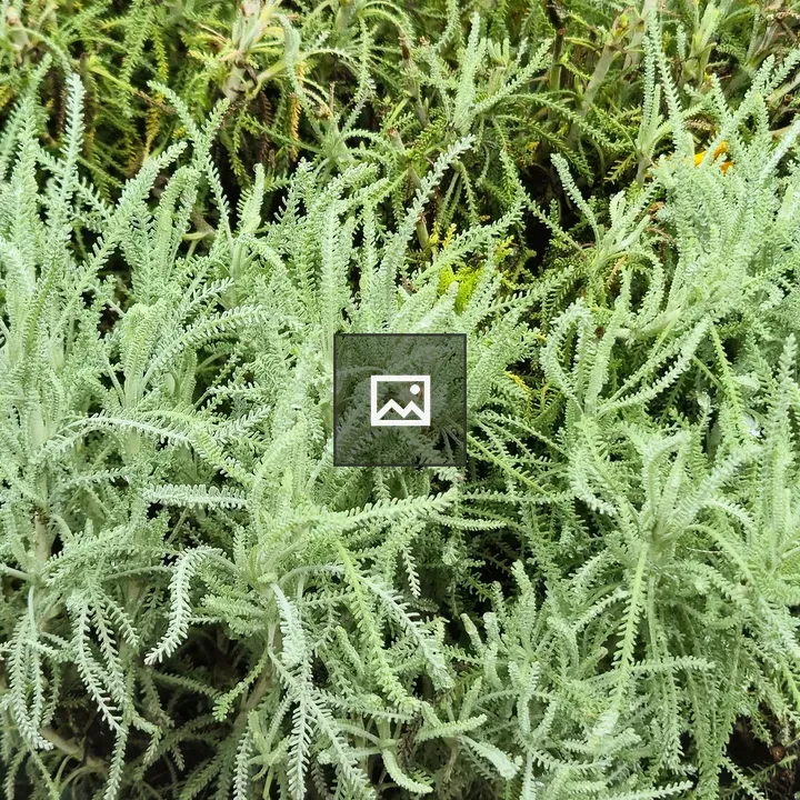 Santolina leaves close-up