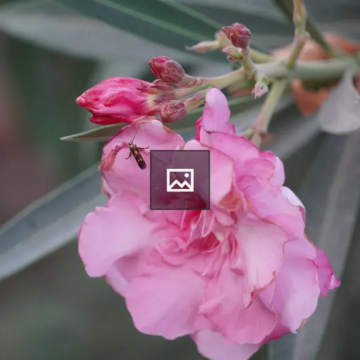 Pink flower with insect
