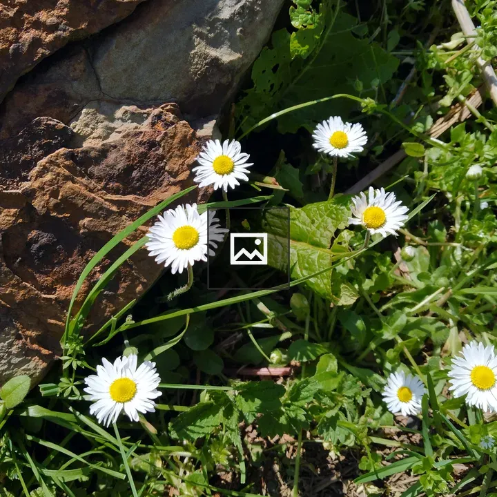 Daisy Flower in Colorful Grass