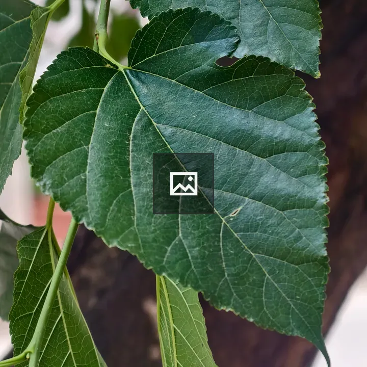 Mulberry leaves close-up