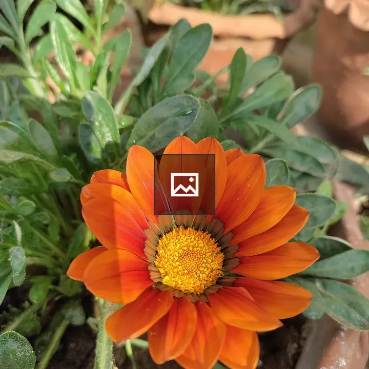 Orange flower in terra cotta pot