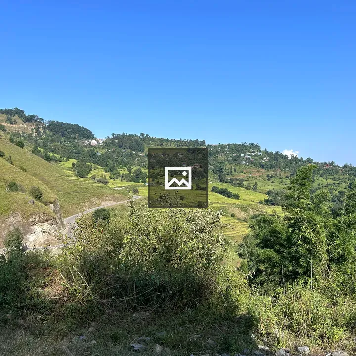 Roadside greenery scene