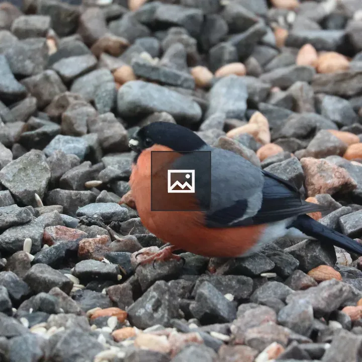 Male Bullfinch in Gravel Feeding