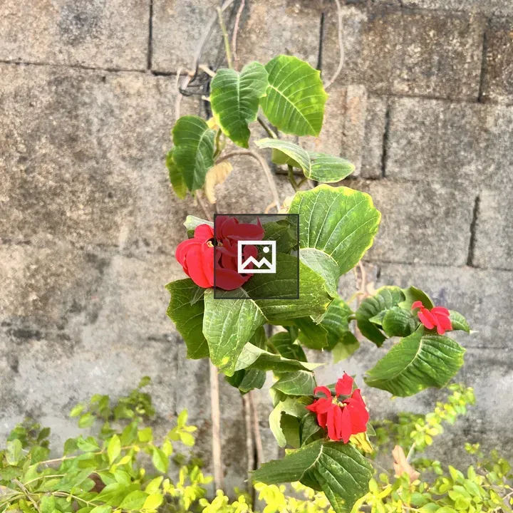 Red Flower on Green Plant