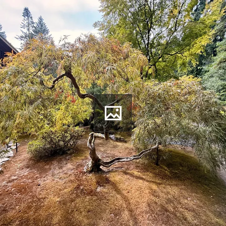 Japanese maple bonsai in garden