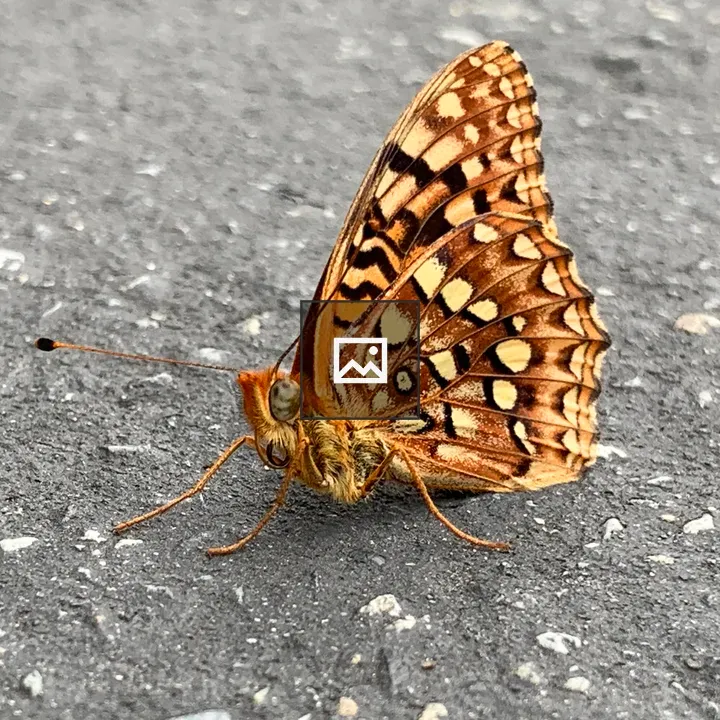 Yellow and Orange Butterfly at Rest