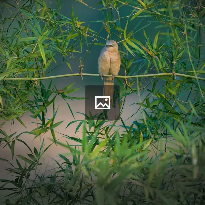 Large Grey Babbler on Bamboo