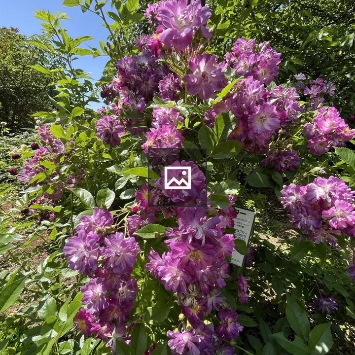 Pink flowers cluster