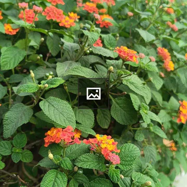 Close view of West Indian Lantana flower