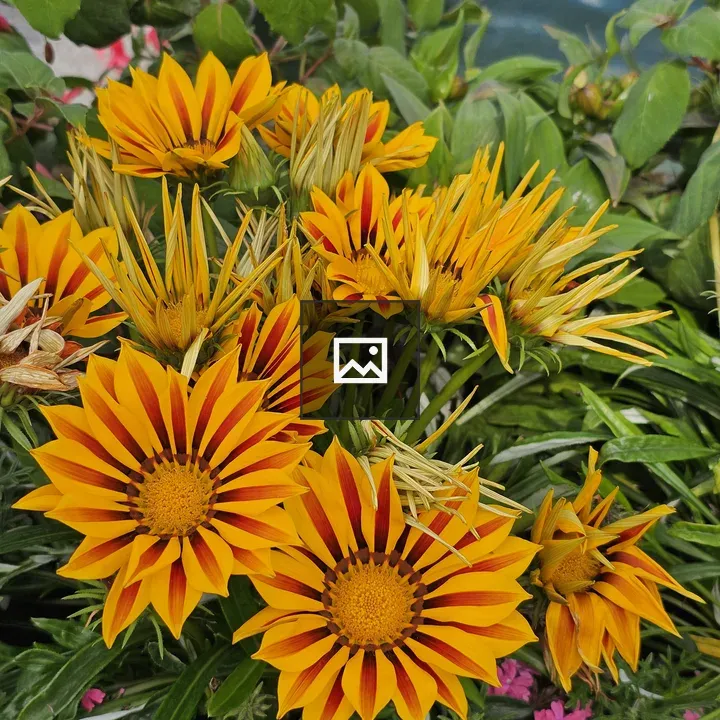 Gazania rigens flower