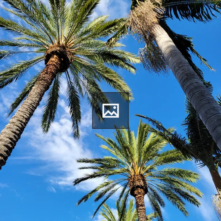 Palm Trees Under Sky